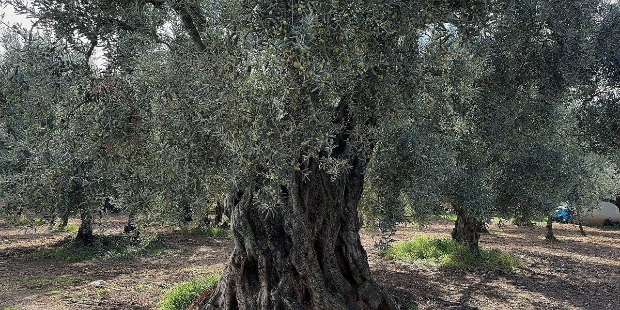 Bin 700 yıllık zeytin ağaçları halen ürün veriyor