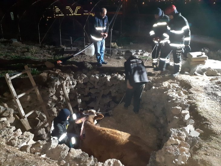 Foseptik çukuruna düşen ineği itfaiye ekipleri kurtardı