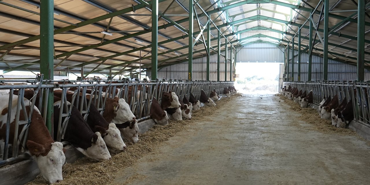 Türkiye ithalatına ‘mavi dil’ engeli