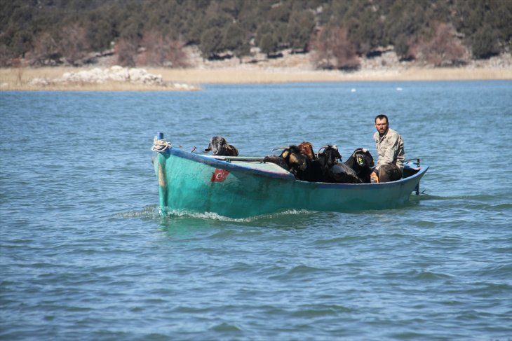 Konya'da keçilerin göl üzerinde balıkçı tekneleriyle dönüş yolculuğu