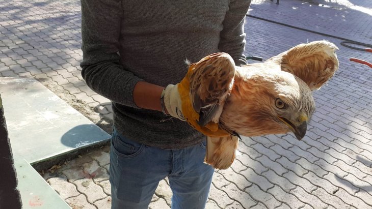 Konya'da yaralı kızıl şahine zabıta sahip çıktı