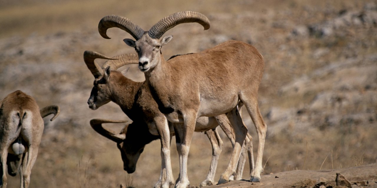 Konya’da koruma altındaki yaban koyunları aşılandı
