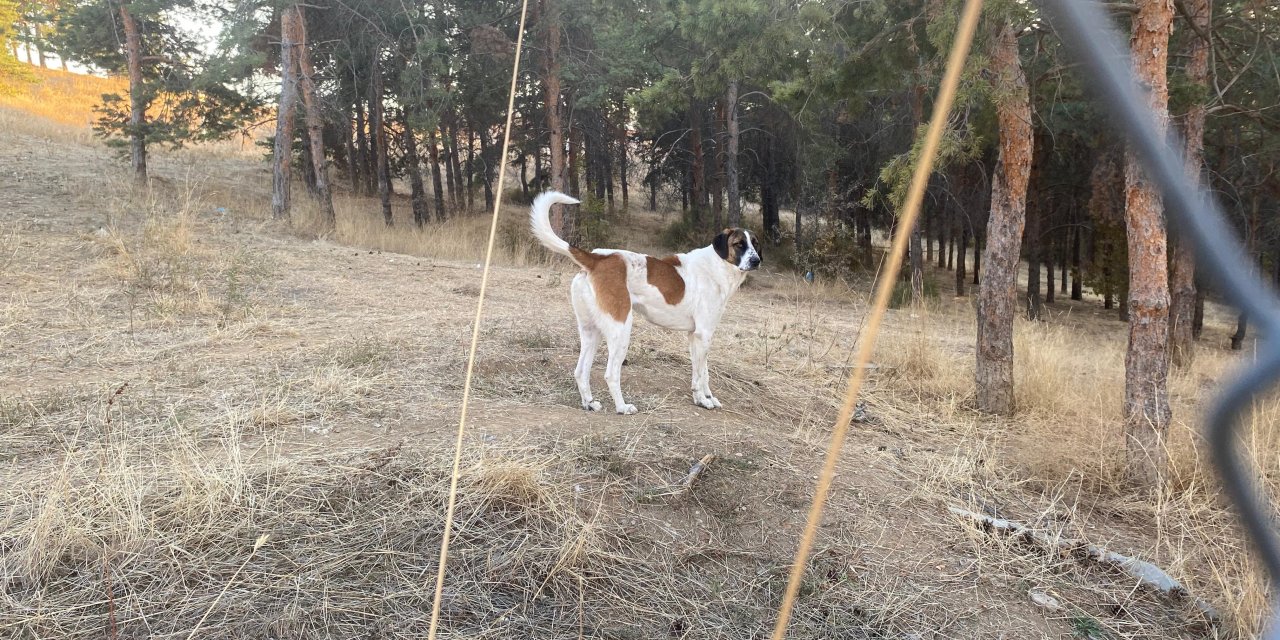 Köpek saldırısına uğradı, yüzü ve bacağı parçalandı