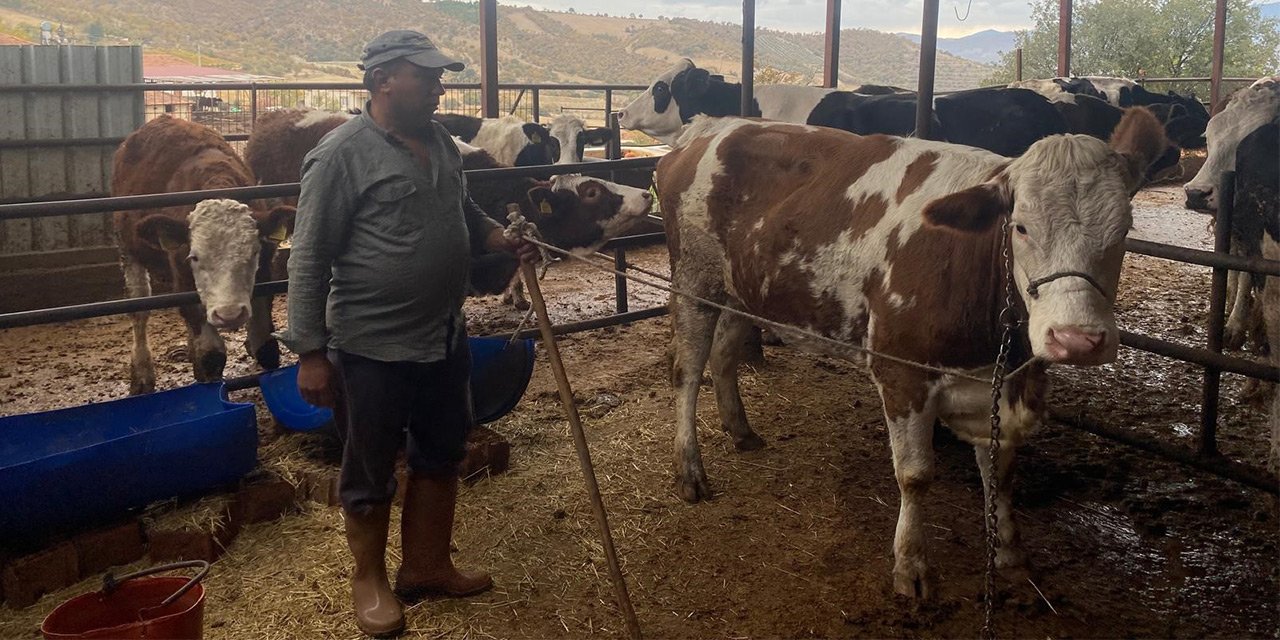 Kaçan ineğinin izlerini adım adım takip etti! Başka bir ilde buldu