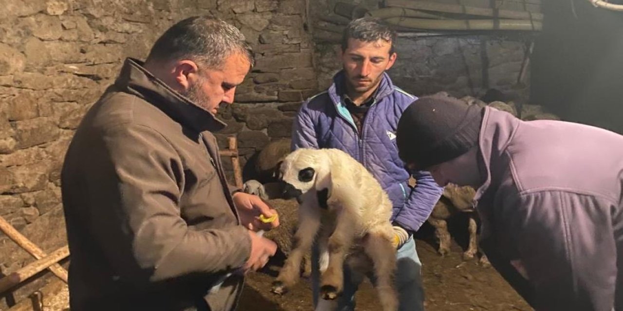 Konya'da küçükbaş hayvanlar sağlık taramasından geçiriliyor