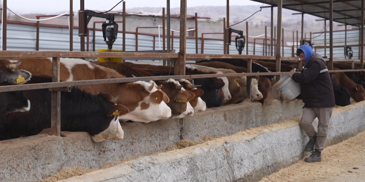 KOP destek verdi, 1000 büyükbaş kapasiteli çiftlik kurdu