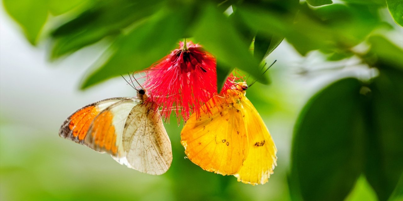 Konya’nın ünlü bahçesinde 10 bin kelebek vuslat için ilk kez kanat çırpacak