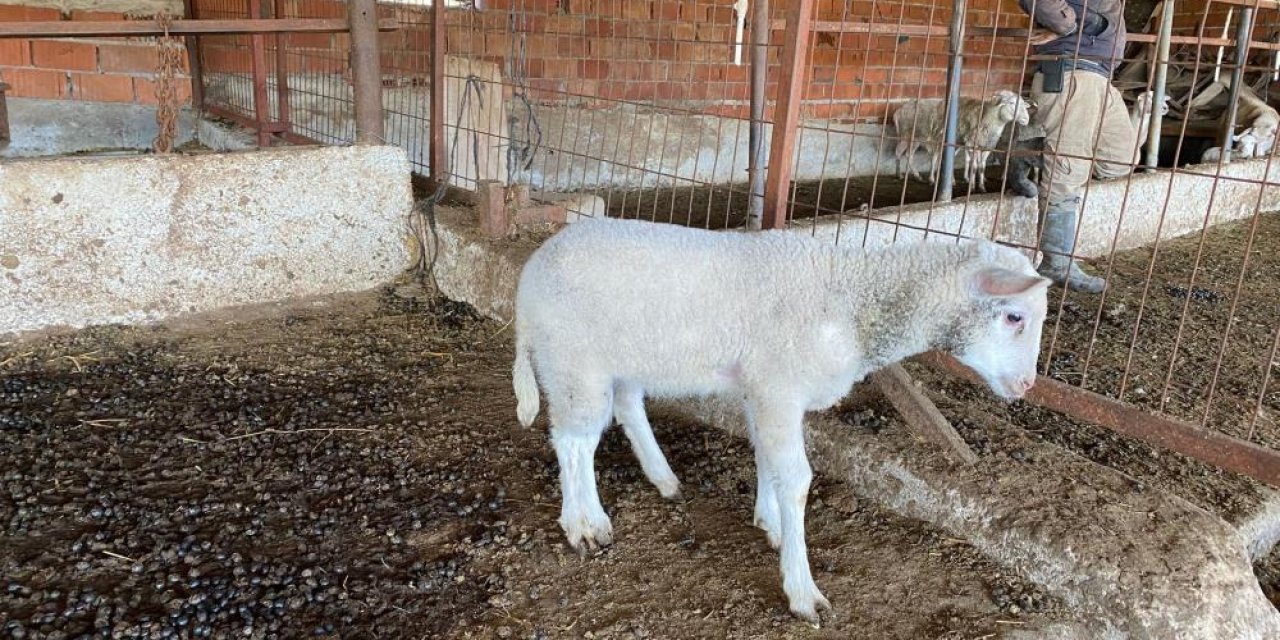 Yeni doğan kuzuyu görenler şaştı kaldı