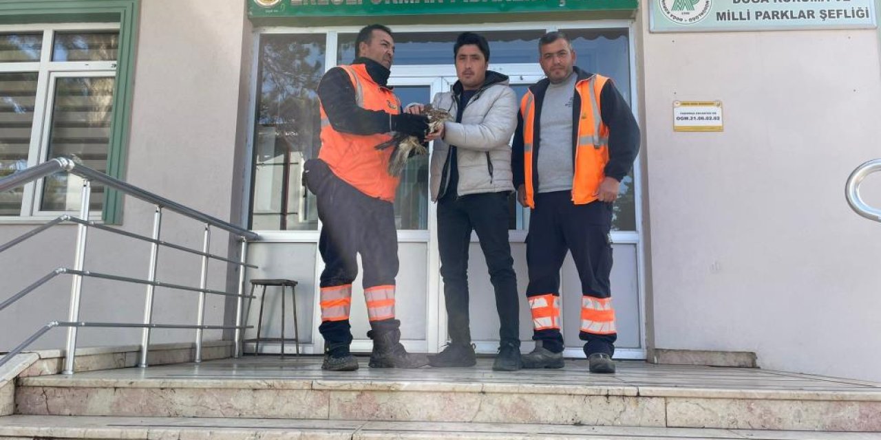 Konya’da belediye ekipleri yaralı şahin buldu