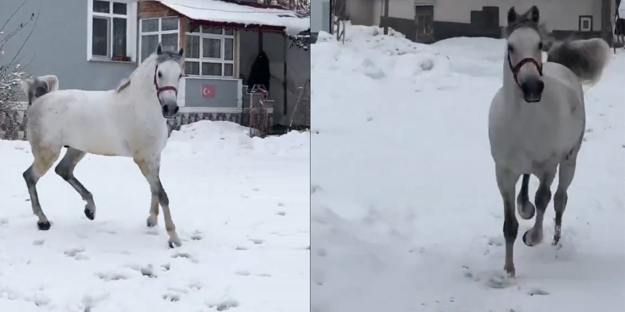 Sahibi paylaştı, bir günde meşhur oldu