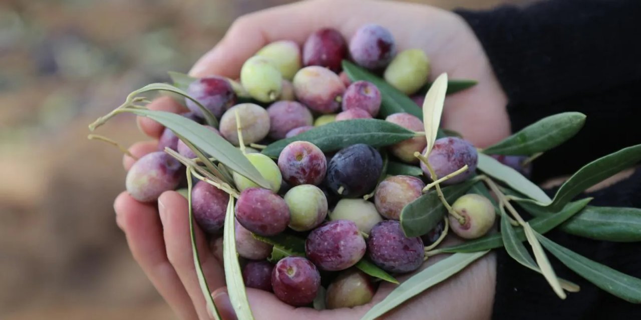 Zeytin üretiminde Cumhuriyet tarihi rekoru