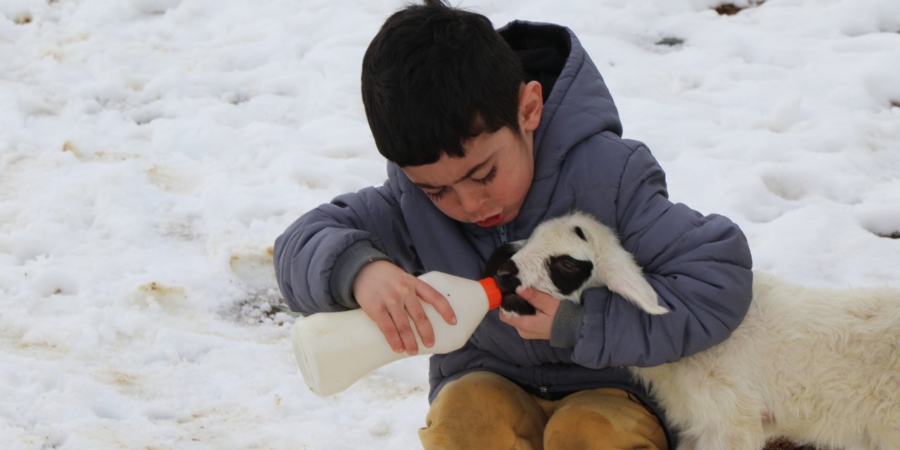 Annelerinin kabul etmediği minik kuzuları biberonla besliyorlar