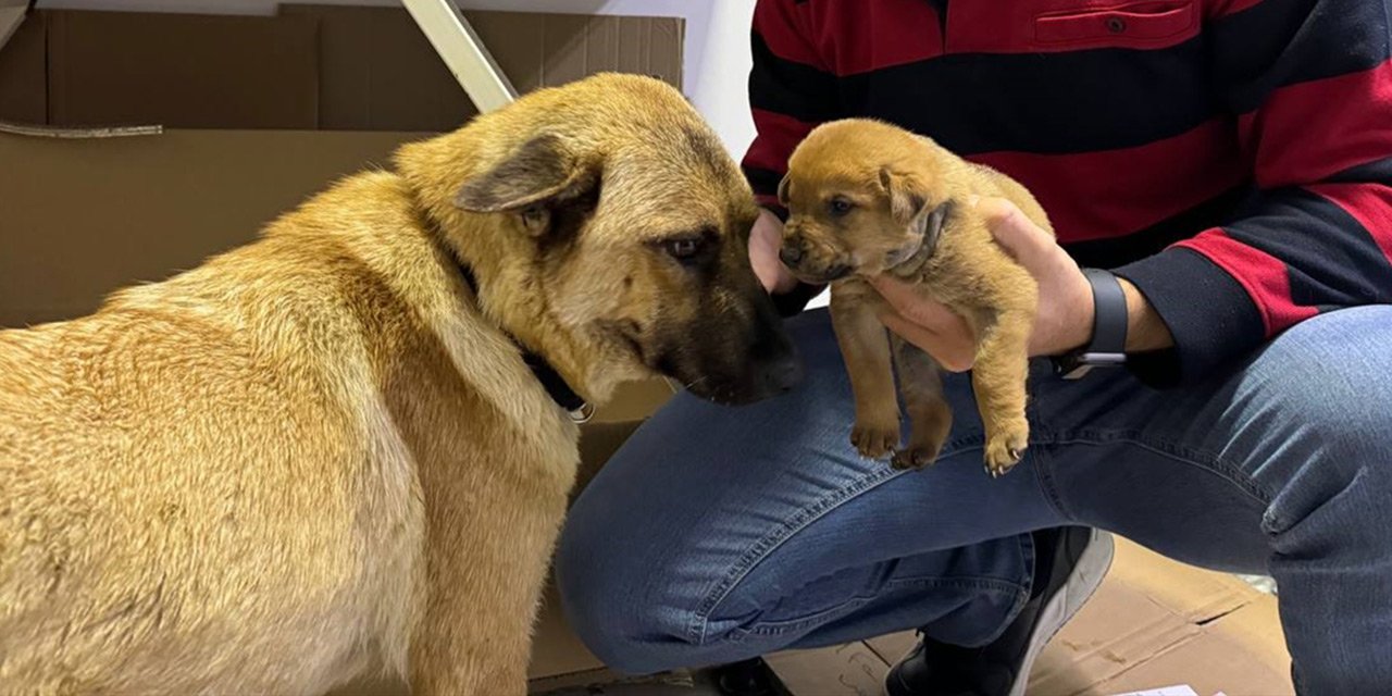 Ölmek üzere olan yavrusunu veterinere getirdi