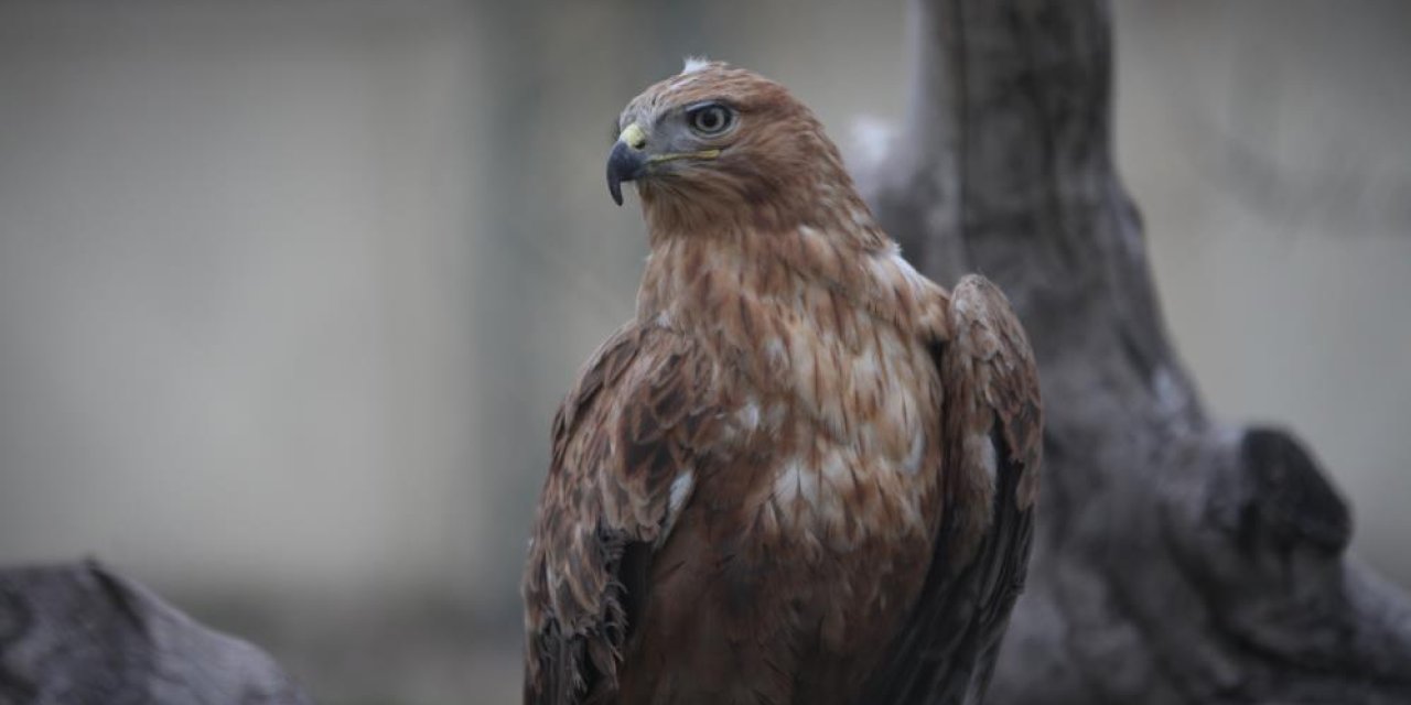 Konya’daki bu merkezde 2024 yılında 750 hayvan şifa buldu