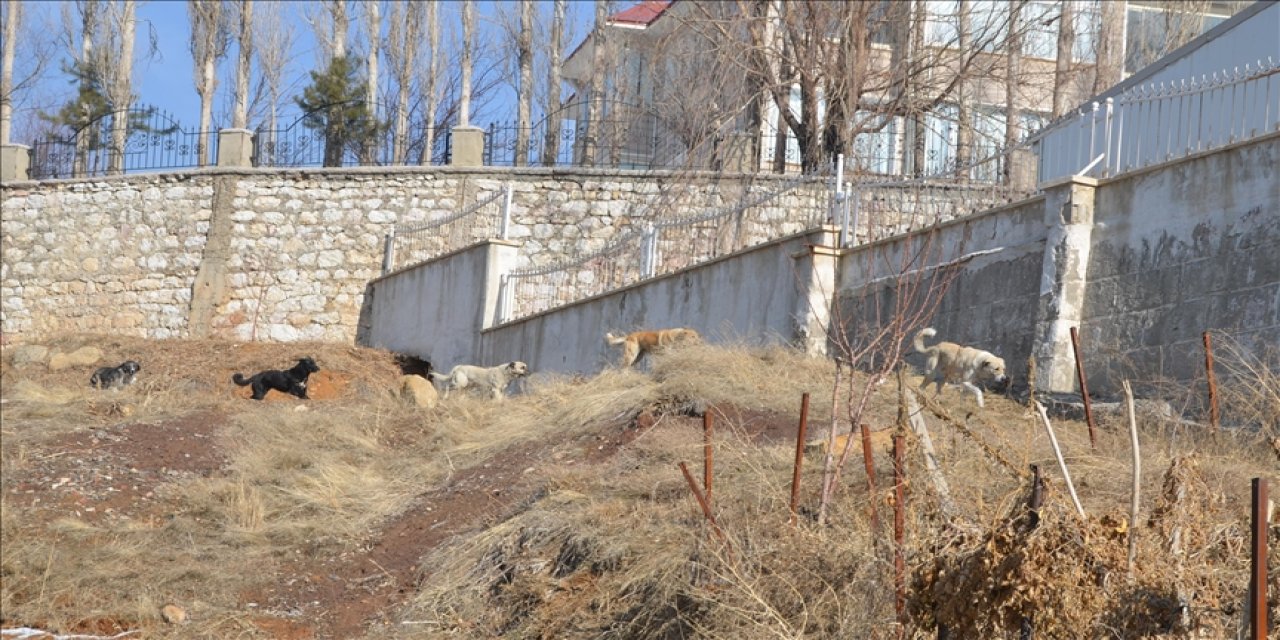 Köpeklerin saldırısında ölen Eslem’in komşuları konuştu, önlem alınmasını istedi