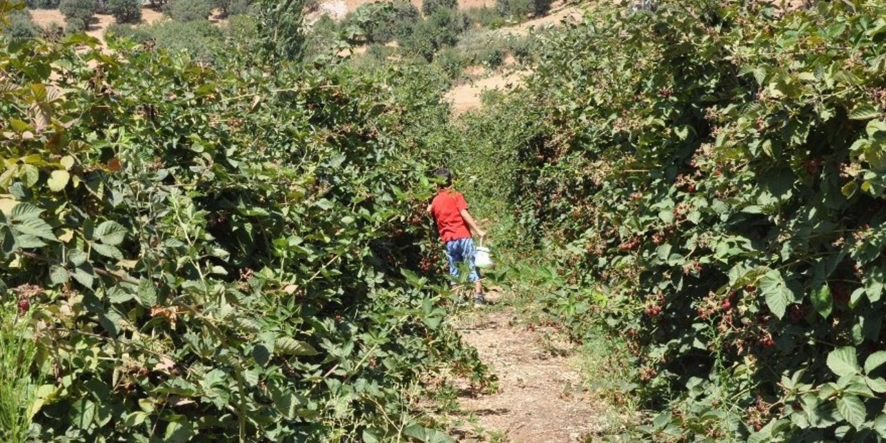 Konya’da çiftçilere yeni gelir kapısı! Destek verilecek, bahçeler kurulacak