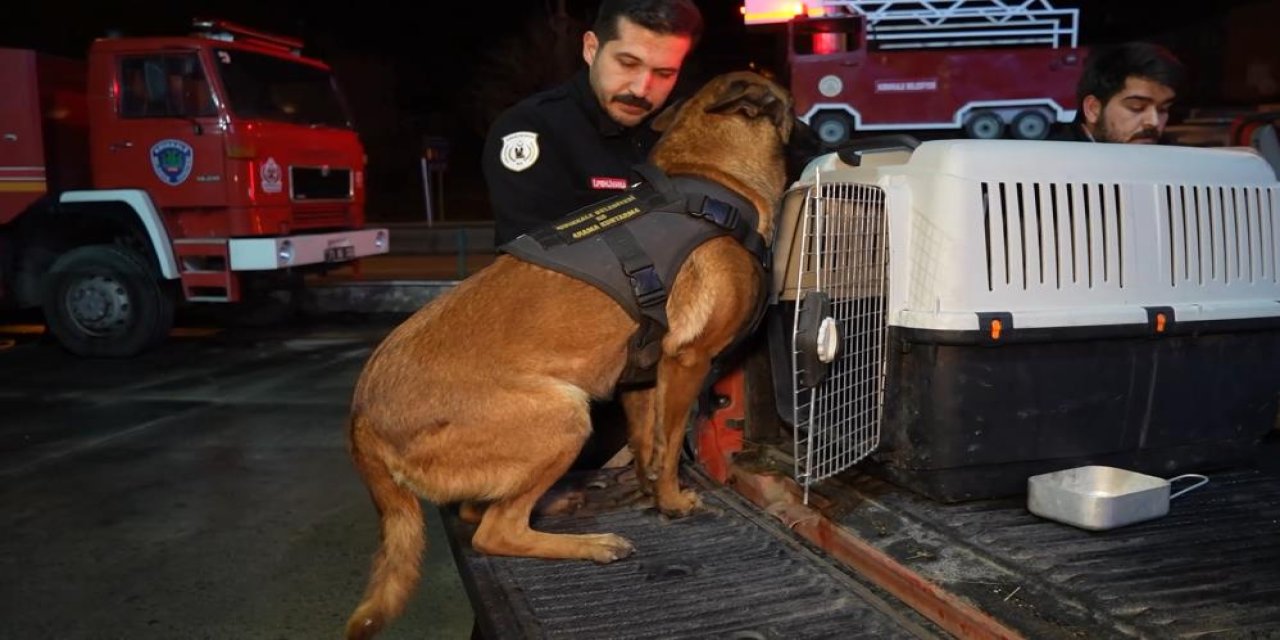 Hassas burunlu köpekler Hera ve kızı İglo Konya'ya doğru yola çıktı