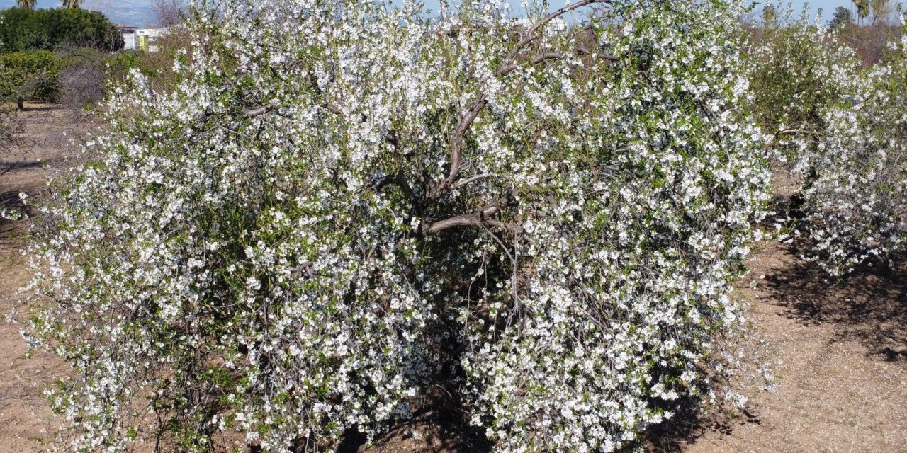 Badem ağaçları erken uyandı