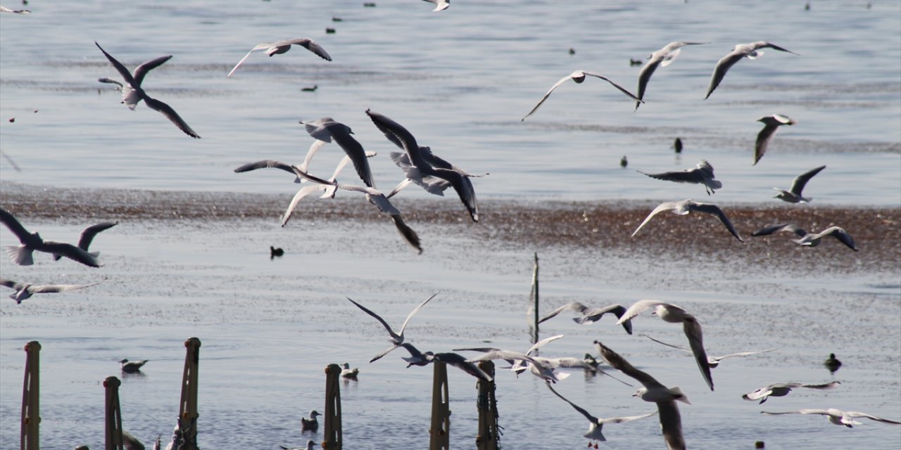 Konya, göçmen kuşların buluşma noktası