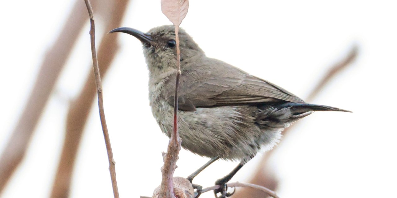 Filistin Nektarkuşu, savaşın göçmeni