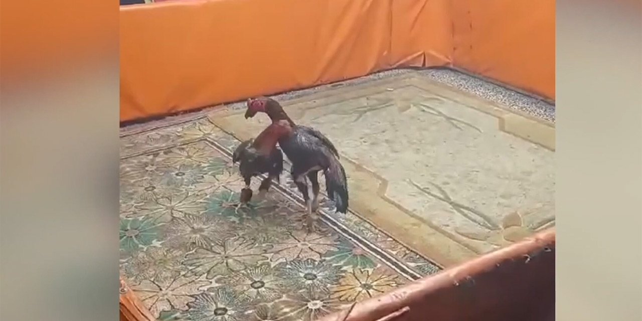 Horoz dövüşünde yakalandılar, 450 bin TL ceza yediler