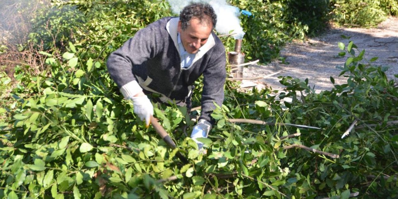 Konya sınırında kendiliğinden yetişiyor, 100 ailenin geçim kaynağı