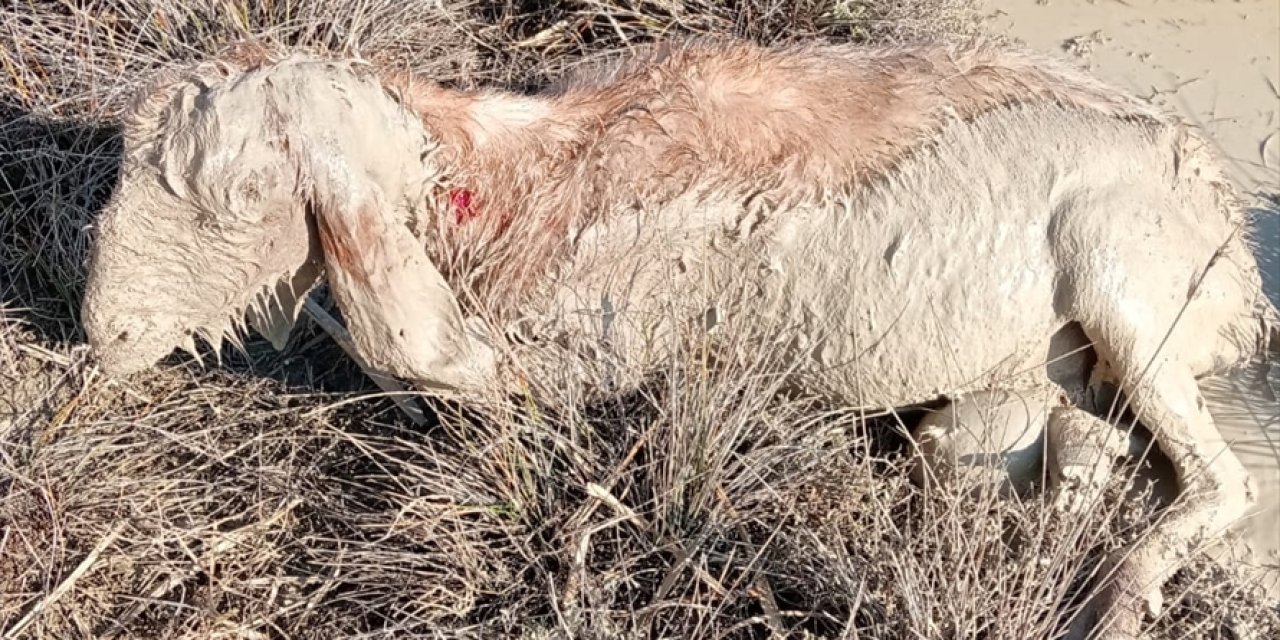 Sokak köpekleri 26 küçükbaş gebe hayvanı telef etti