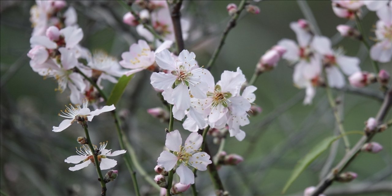 Yalancı bahar ağaçlara çiçek açtırdı