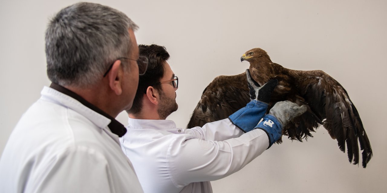 Konya’da hayvansever ailenin bulduğu Kaya Kartalı avcıların hedefi olmuş