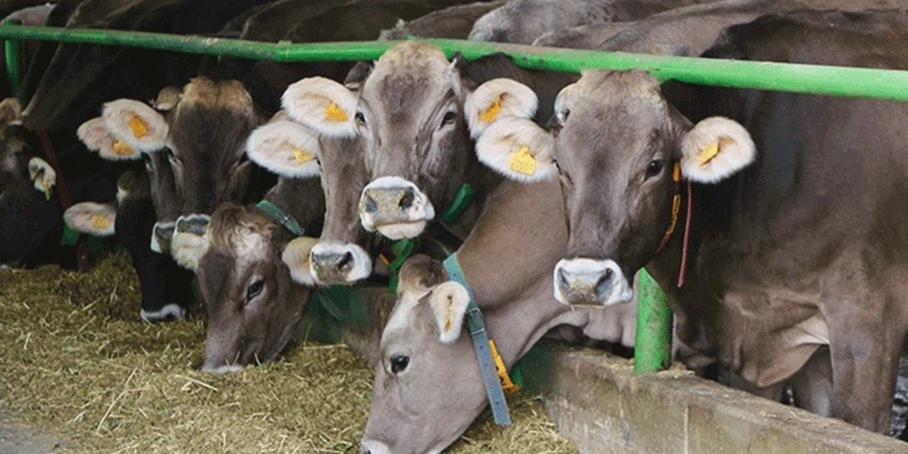 Başvurular başladı! İlk hayvan dağıtımı Mart’ta