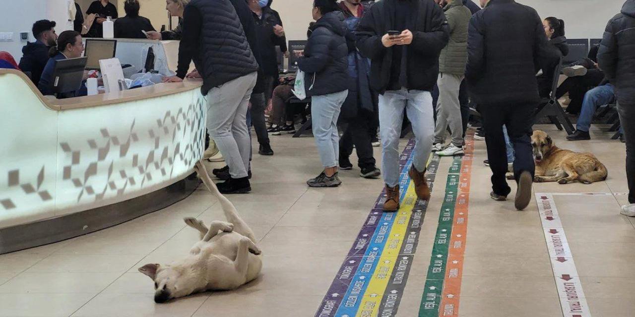 Sokak köpekleri için yeni adım! Valiliklere talimat verildi