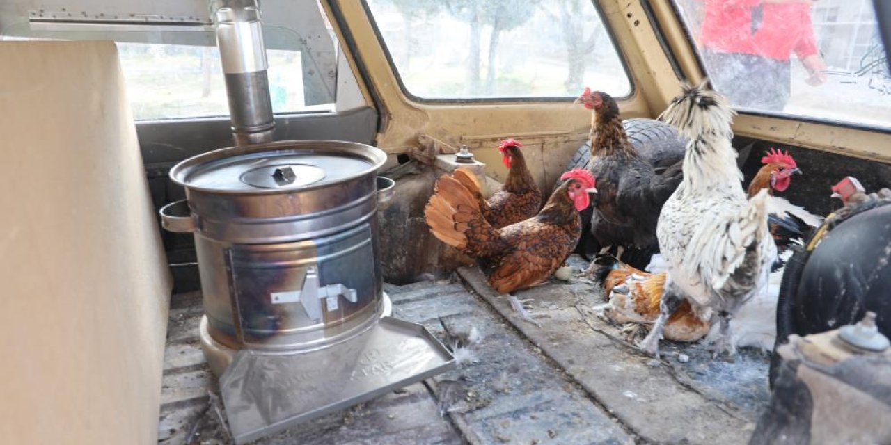 Konya’da gezen değil gezdirilen tavuklar