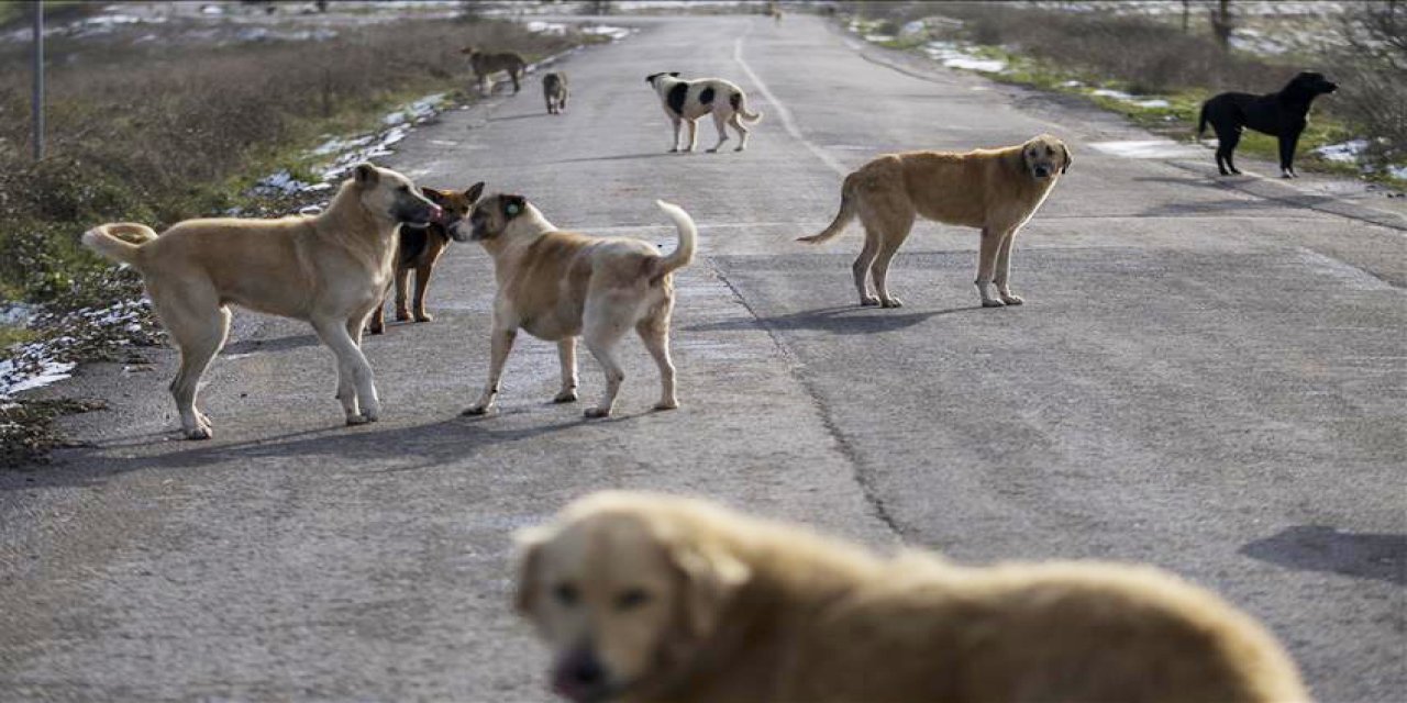 Sahipsiz her hayvan için belediyelere 71 bin 965 TL ceza