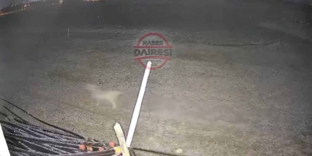 Aç kalan 8 kurt Konya’da şehre indi