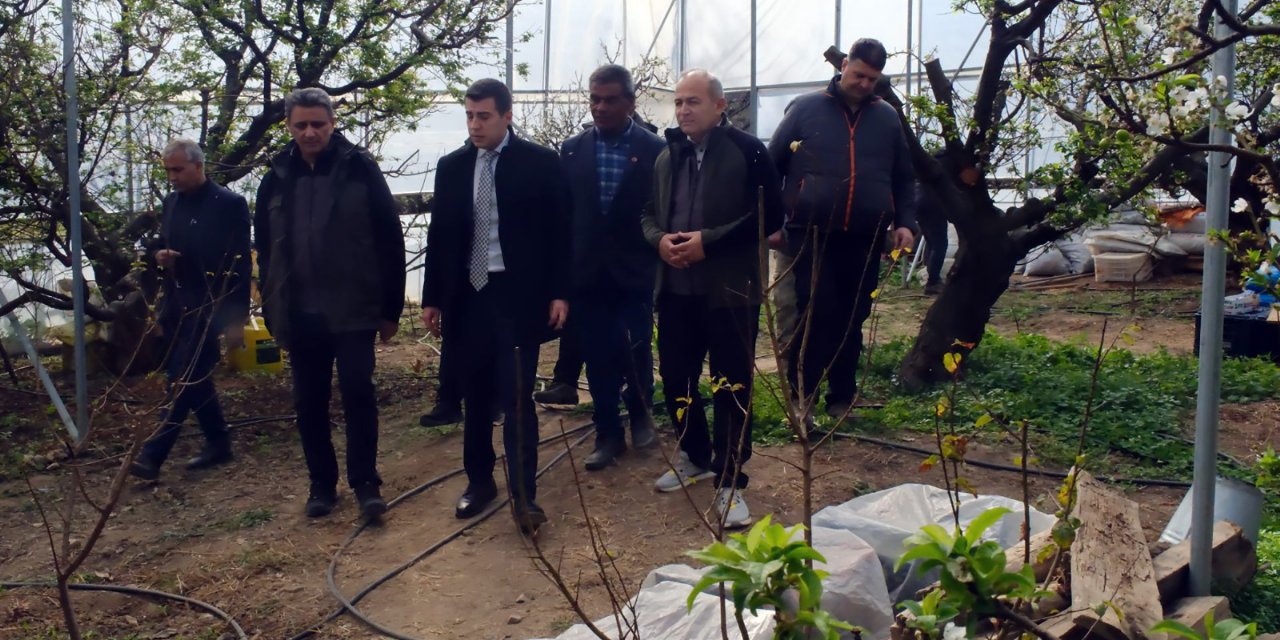 İlk hasat yapıldı! Fiyatı duyan kulaklarına inanamadı