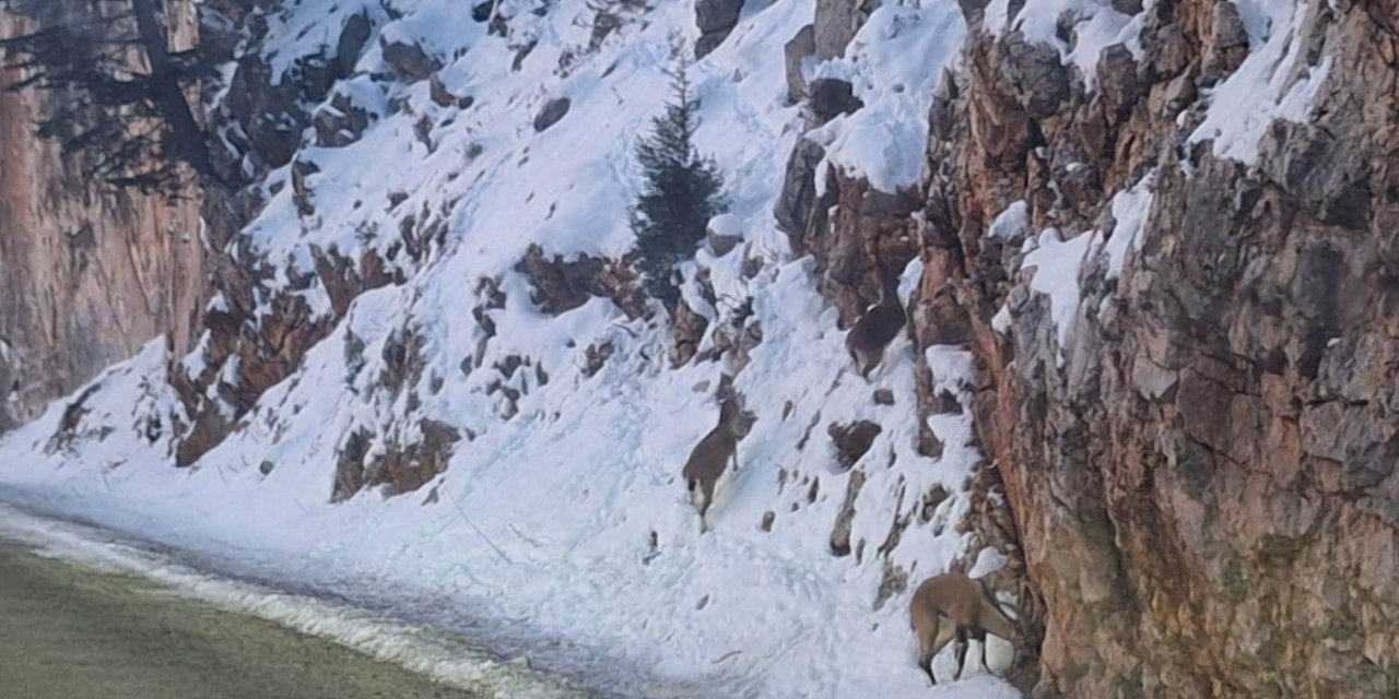 Yer Konya! Yiyecek bulmak için karayoluna indiler