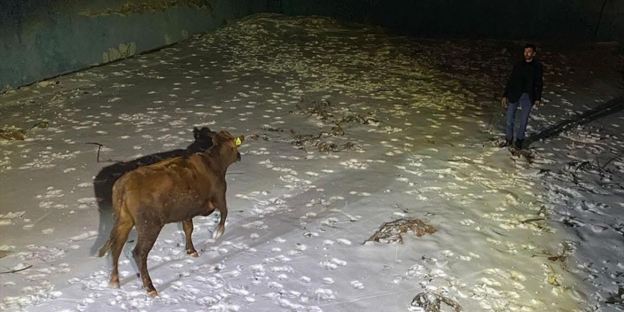 Sahibinden kaçtı, boş havuzda mahsur kaldı