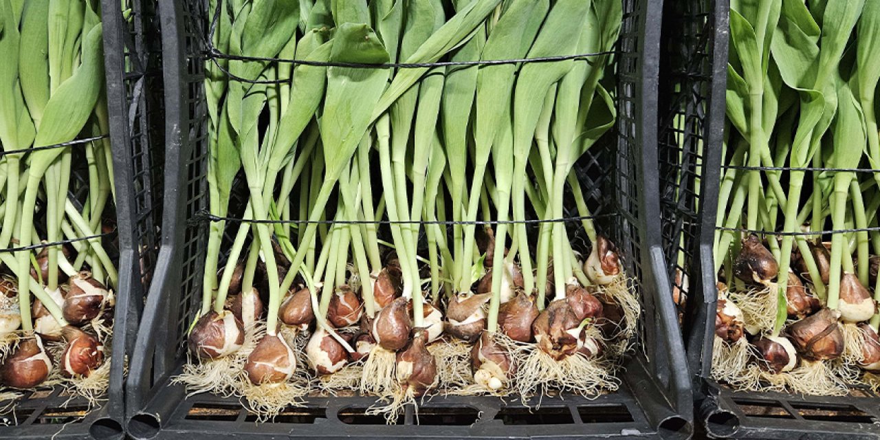 Topraksız tarımın sırrı ortaya çıktı! 20 günde hasat ediliyor