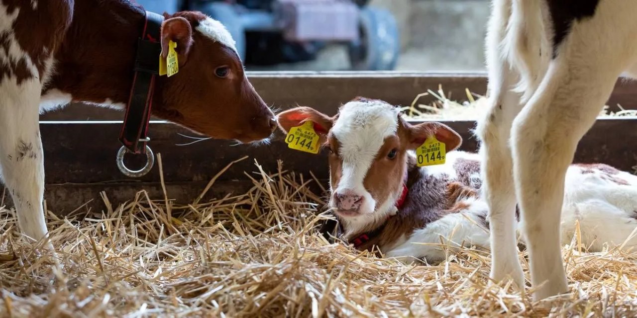 Konya’da şaşırtan doğum! İlk kez karşılaştılar