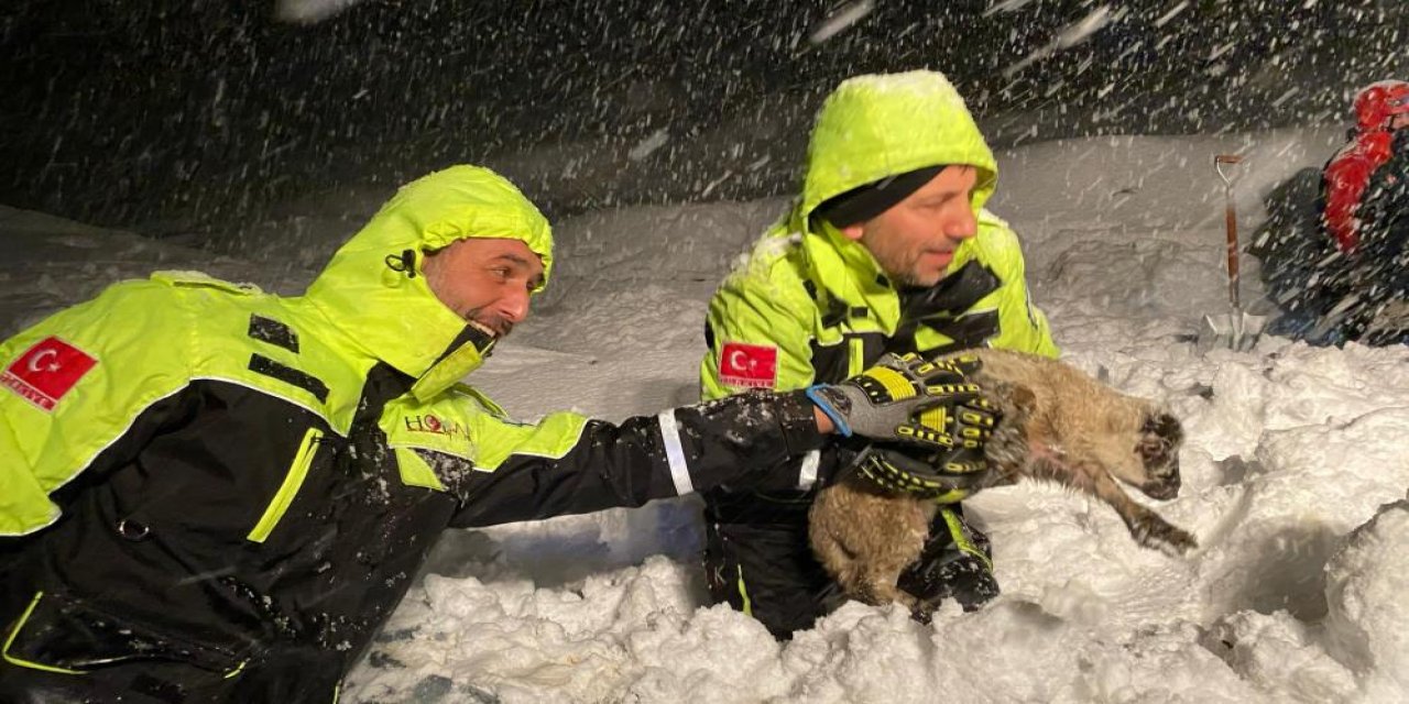 Kar nedeniyle ahır çöktü: 50 koyun telef oldu