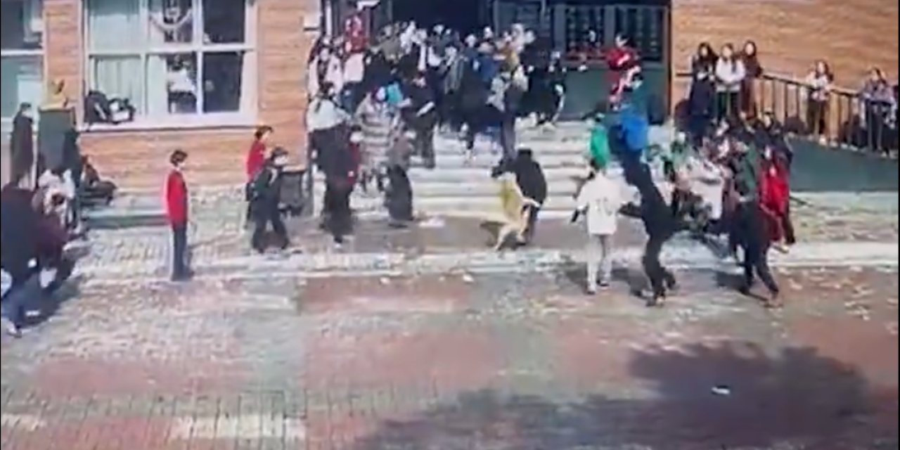 Okulda köpek dehşeti! 5 öğrenci ve 1 öğretmeni ısırdı