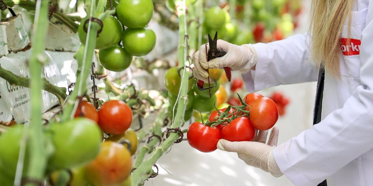 Konya’da ‘çürük buhar’ ile domates üretimi