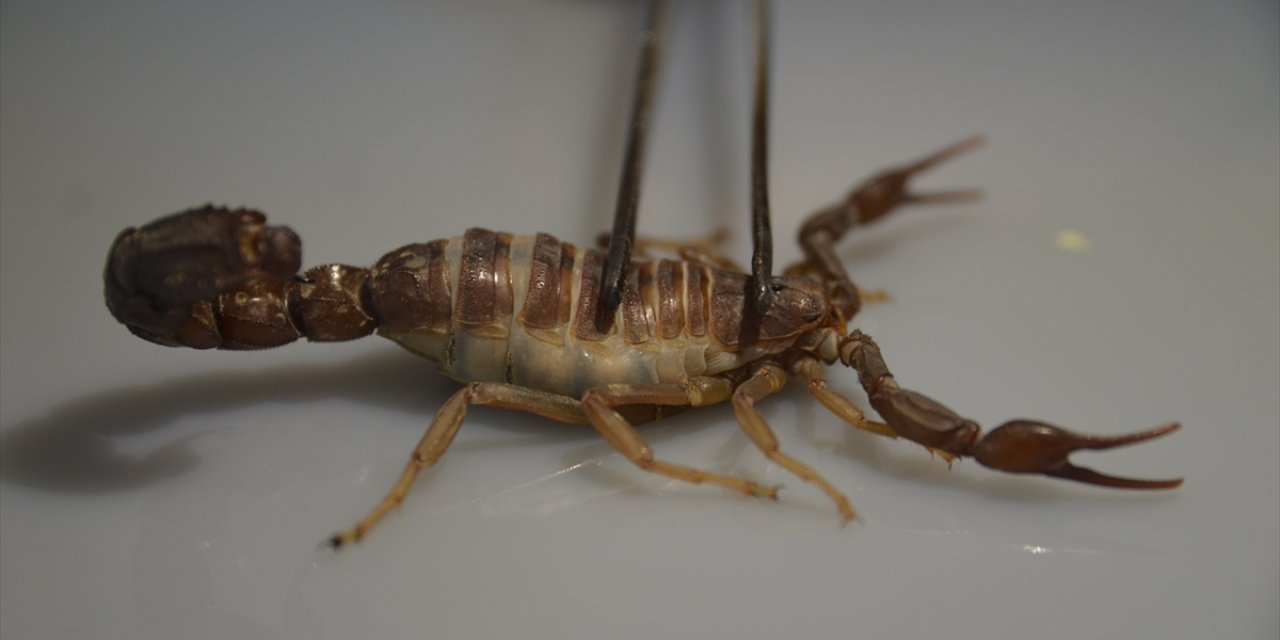 Konya’dan literatüre yeni bir akrep! Soyadını verdi
