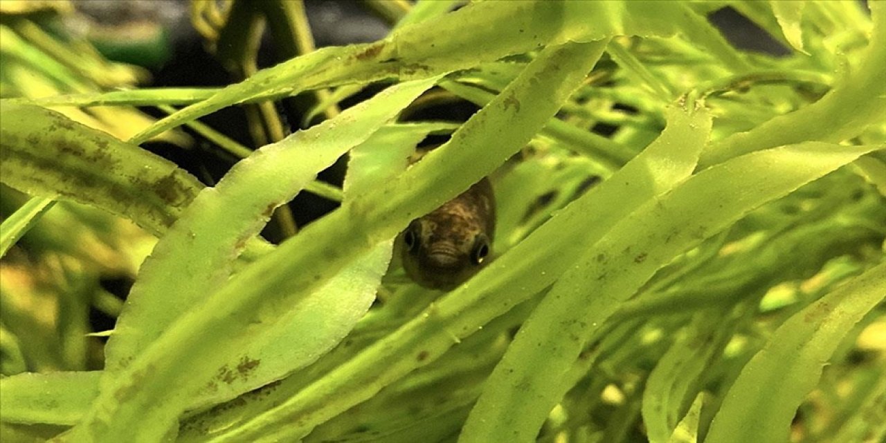 Endemik tür artık koruma altında