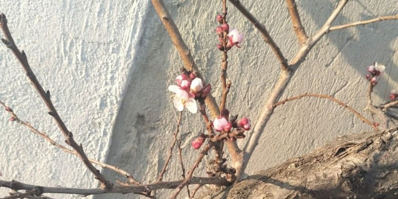 Konya’da ağaçlar çiçek açmaya başladı