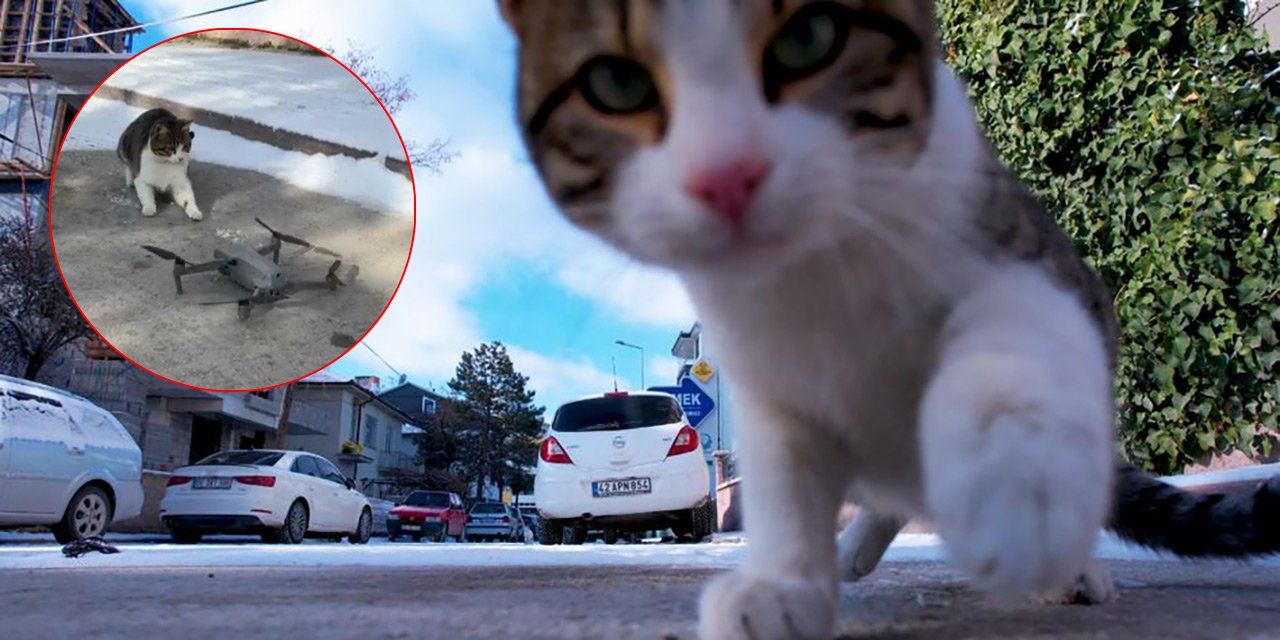 Yer Konya! Kedinin dron ile imtihanı güldürdü