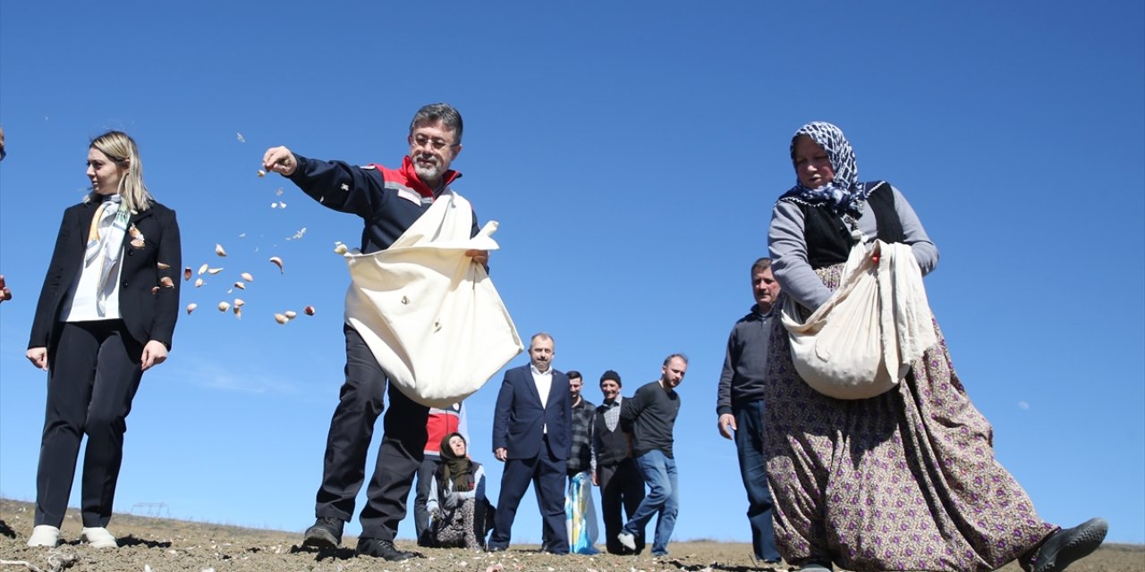 Bakan Yumaklı sarımsak ekimine katıldı