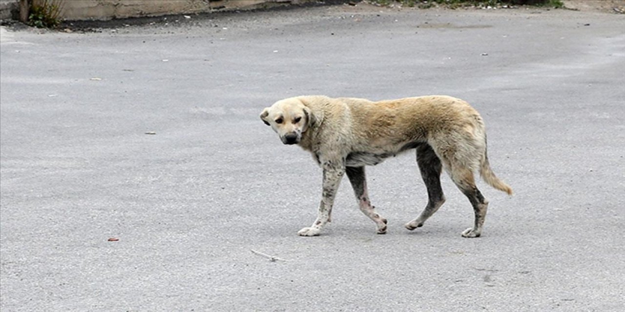 Köpekler 11 yaşındaki çocuğu parçaladı