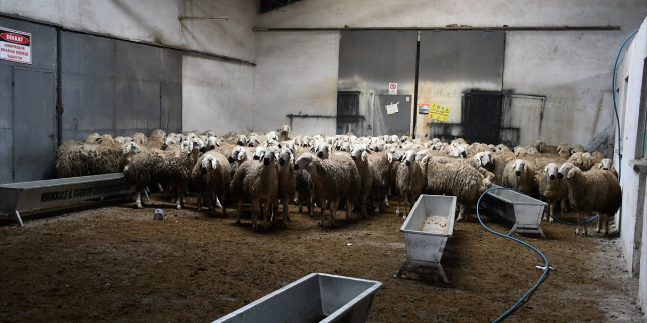 KOP desteğiyle üreticilere 210 damızlık koç dağıtıldı