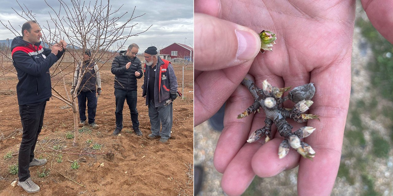 Konya’da meyve bahçelerinde zirai don kontrolü